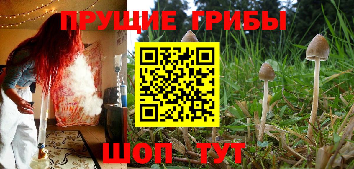 Псилоцибиновые грибы Psilocybine cubensis Краснотурьинск